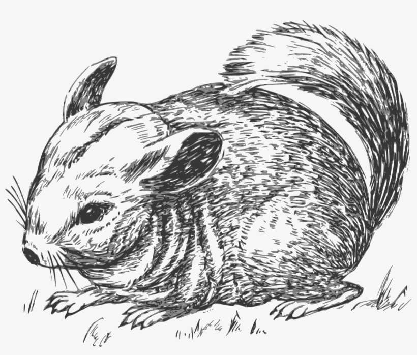 This Free Icons Png Design Of Grayscale Chinchilla, transparent png download
