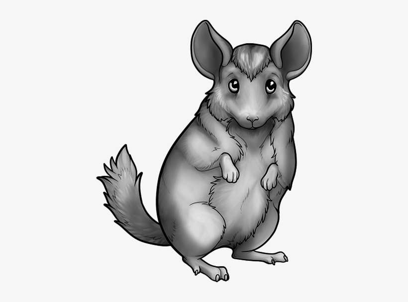 Chinchilla - Wiki, transparent png download