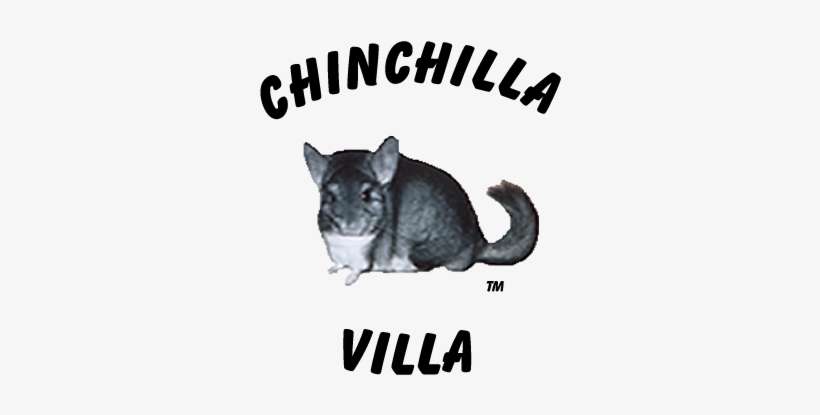 Chinchilla Villa - Chinchillas As Pets, transparent png download