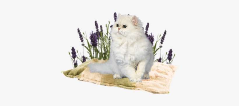 Chinchilla Persian - British Longhair, transparent png download