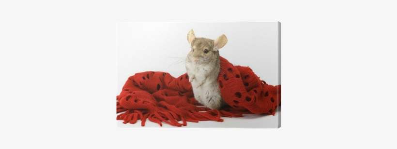 Tapety Na Laptopa Szynszyl, transparent png download