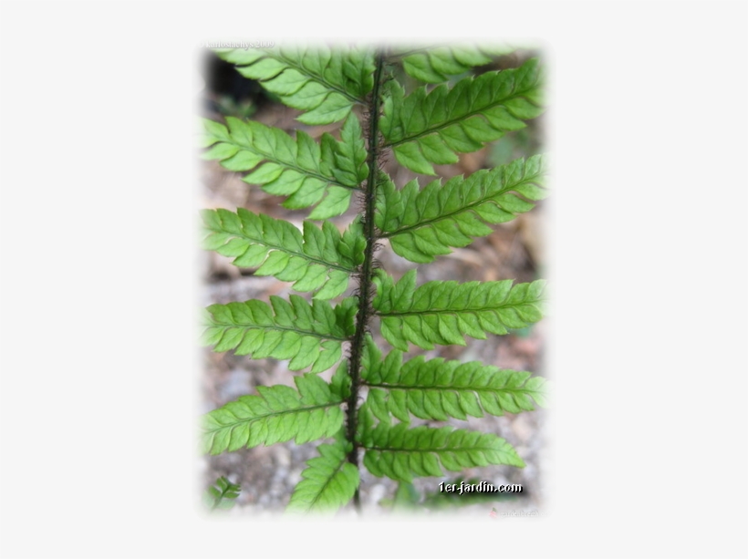 2010 02 04 - Ostrich Fern, transparent png download