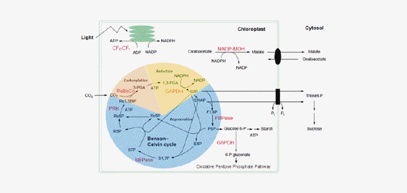 Figure - Calvin Benson Cycle Enzymes, transparent png download