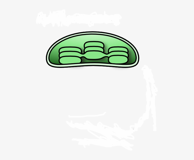 Small - Chloroplast Diagram Unlabeled, transparent png download