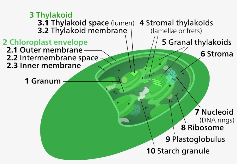 Open - Chloroplast Stroma, transparent png download