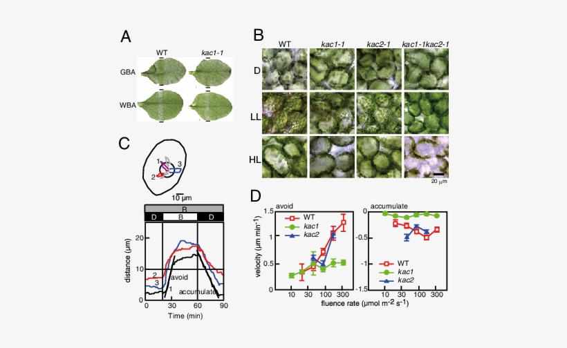 Kac Mutants Are Deficient In Chloroplast Photorelocation - Nasdaq:wba, transparent png download
