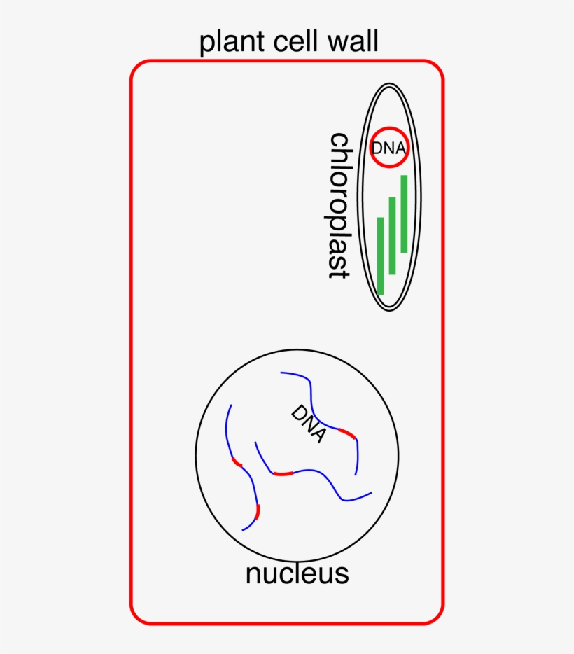 Essay For July - Diagram, transparent png download
