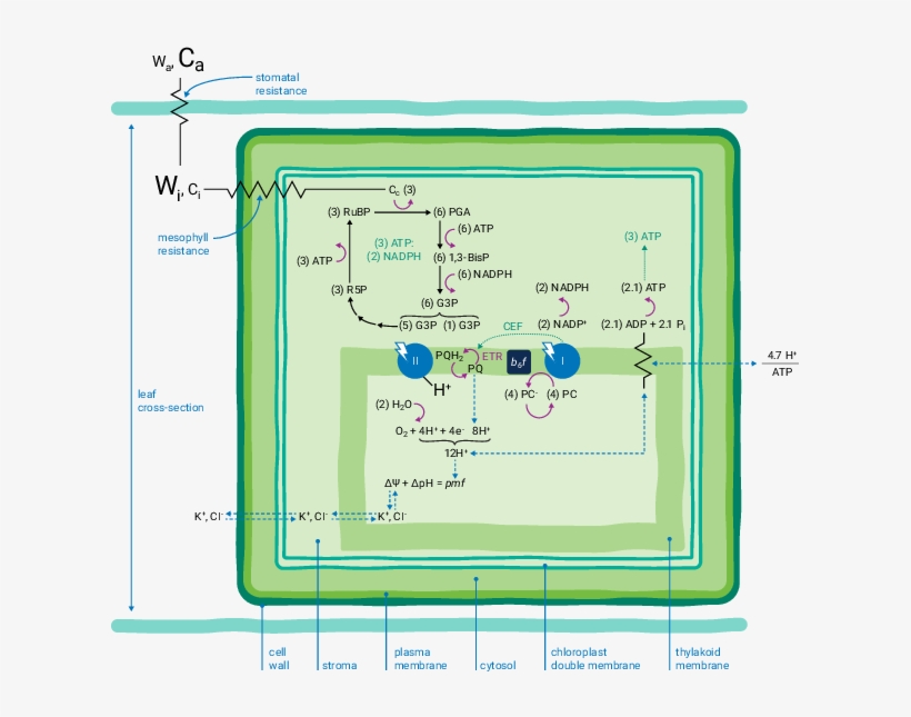 Cross Section Of A Simplified Leaf Composed Of A Single - Npq Qe Lumen Stroma Npq Gradient H+, transparent png download