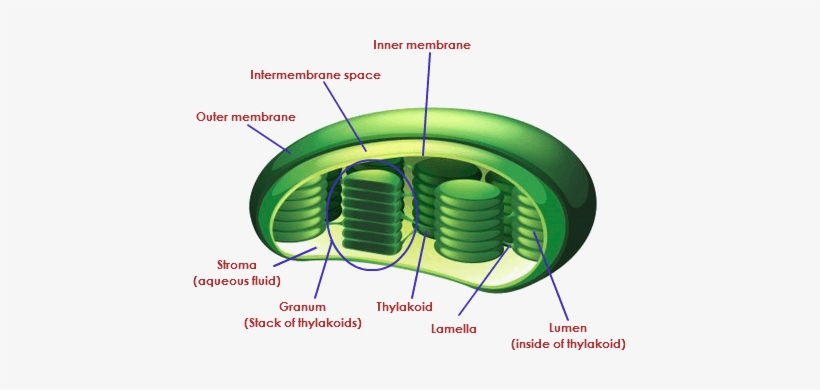Chloroplast Unlabeled