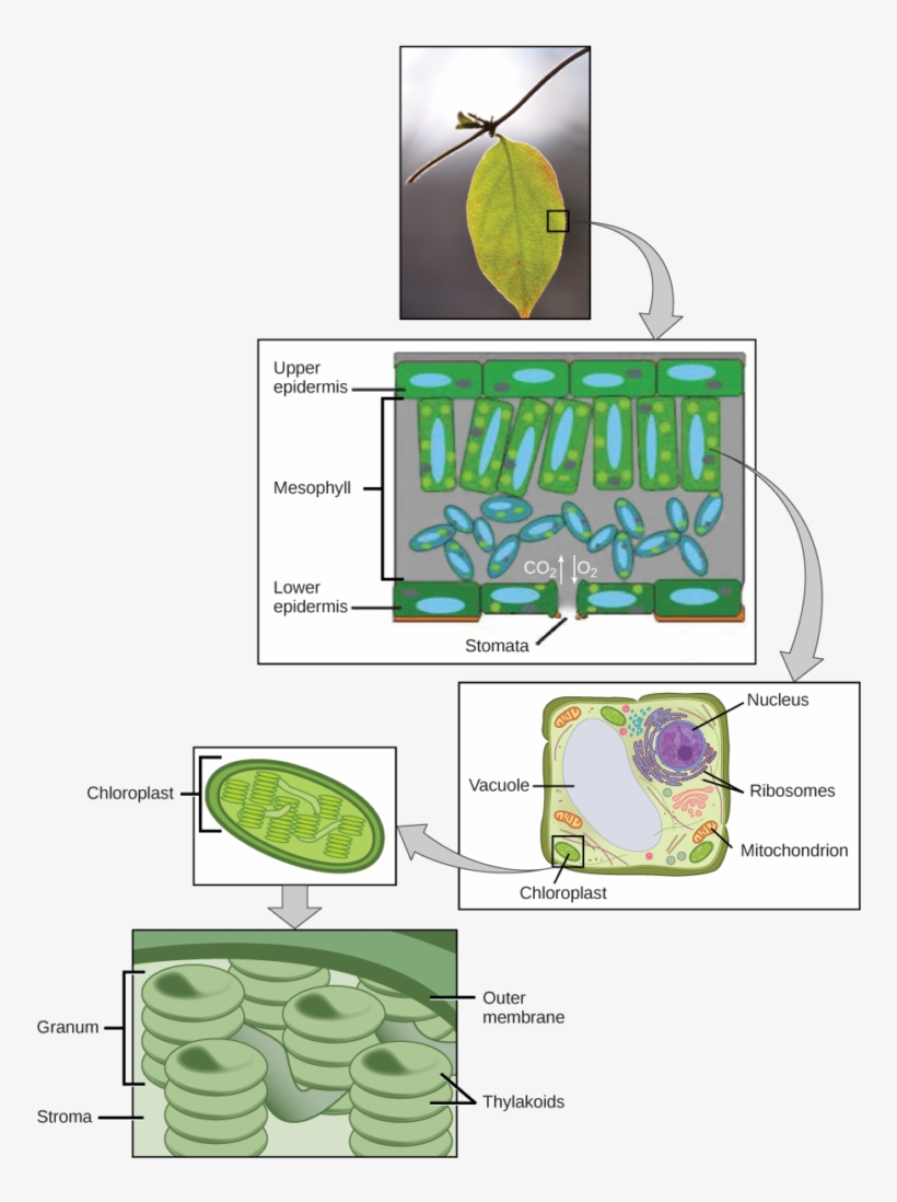 Art Connection - Nucleus Photosynthesis, transparent png download