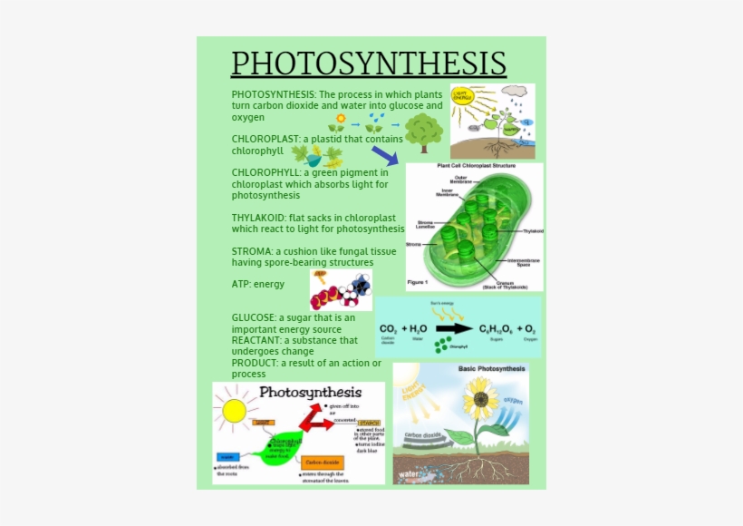 Parts Of Chloroplast And Its Function, transparent png download