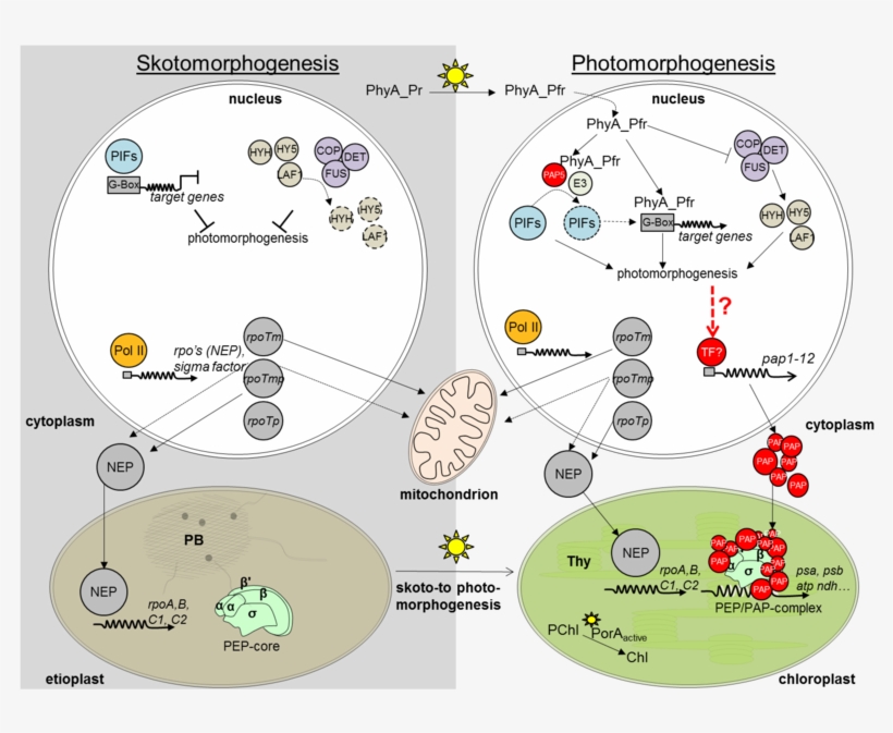 Action Of Rna Polymerases In Nucleus And Plastids During - Chloroplast, transparent png download