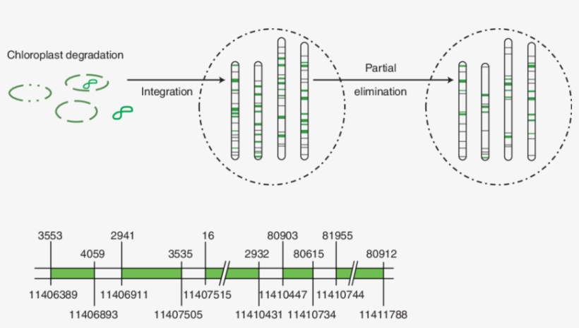 Model Of The Incorporation Of Chloroplast Dna Into - Chloroplast, transparent png download