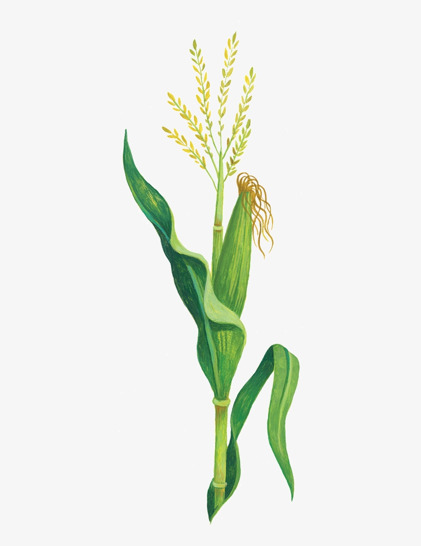 Not Much Of A Mouthful - Illustration, transparent png download