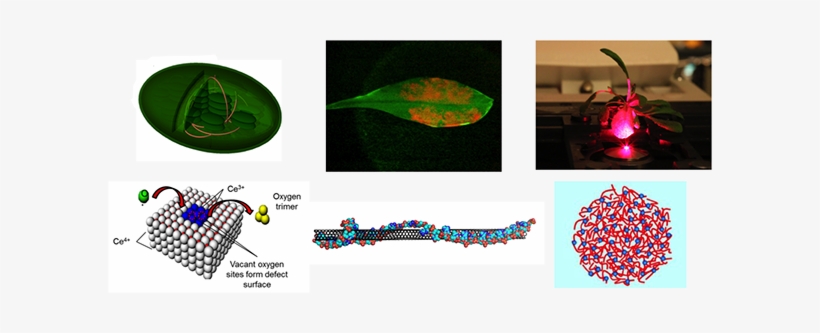 Near Infrared Images Of Carbon Nanotube Photoluminescence - Graphic Design, transparent png download