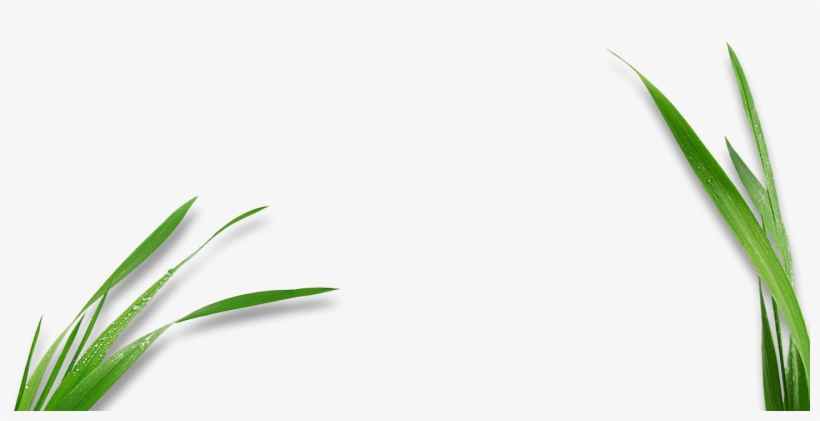 Manuel Javier López García - Corn Plant Leaf Png, transparent png download