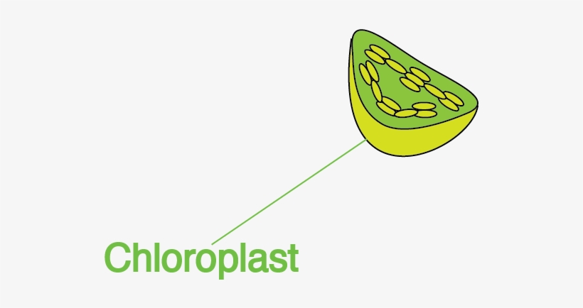 Chloroplast, Nuclear, Periplasmic - Papaya, transparent png download