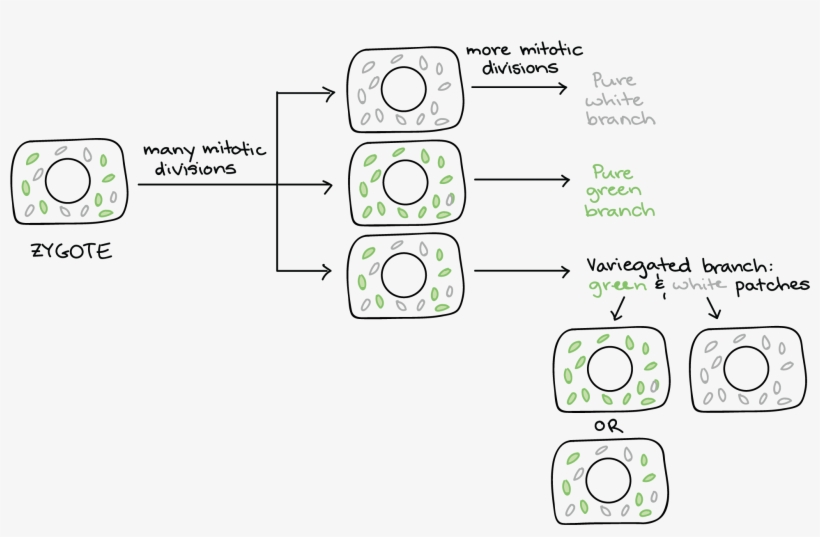 Maternal Inheritance Chloroplast, transparent png download
