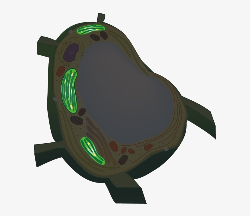 Move A Cursor On Each Organelle To Show A Fluorescence - Vacuoles Png, transparent png download