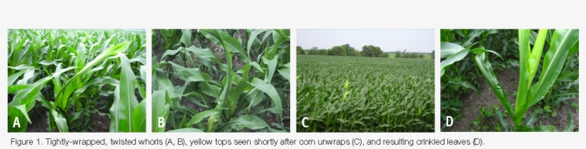 Extension - Online - Http - //www - Extension - Iastate - Field, transparent png download