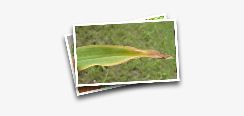 Symptoms In Corn - Sorghum Crop Nutritional Deficiencies, transparent png download
