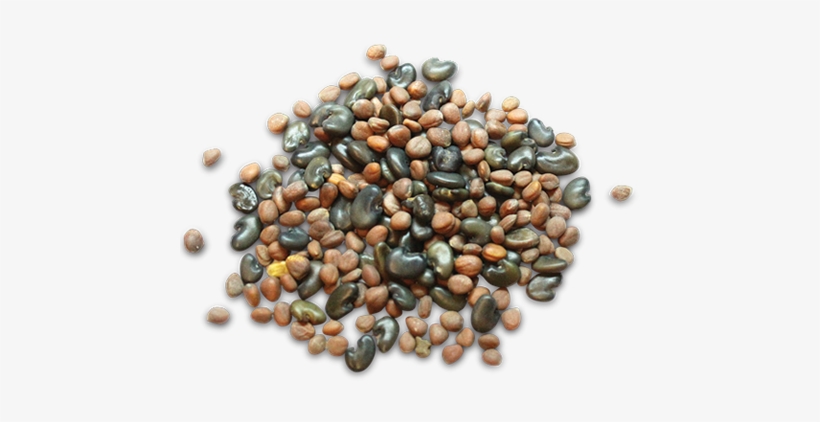 We Sell Hybrid Seed Corn, Soybean Seed, Private Label - Seed, transparent png download