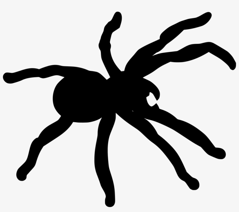 Download Png - Clipart Tarantula, transparent png download