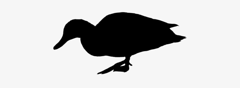 Duck,water Bird,silhouette,black - Green Sea Turtle Silhouette, transparent png download