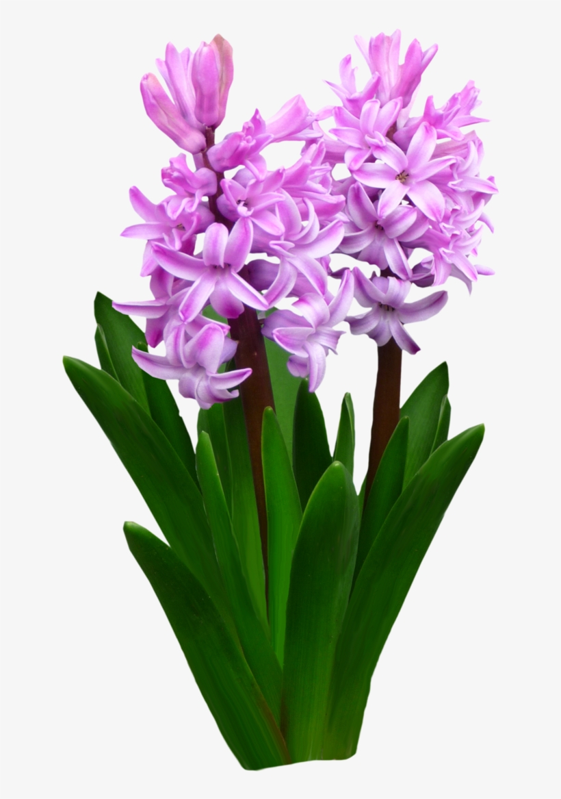 Flowers By Roula33 On Deviantart Freeuse - Flowers Bed Png File, transparent png download