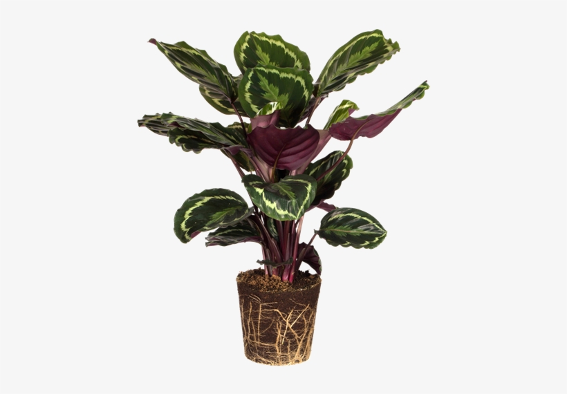 Home>plants>plant Themes>office Plants>peacock Plant - Calathea Peacock Plant, transparent png download