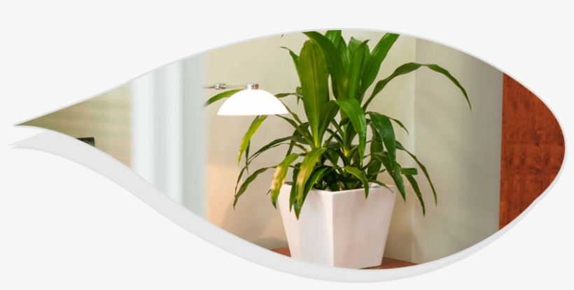 Best Office Plants - Houseplant, transparent png download