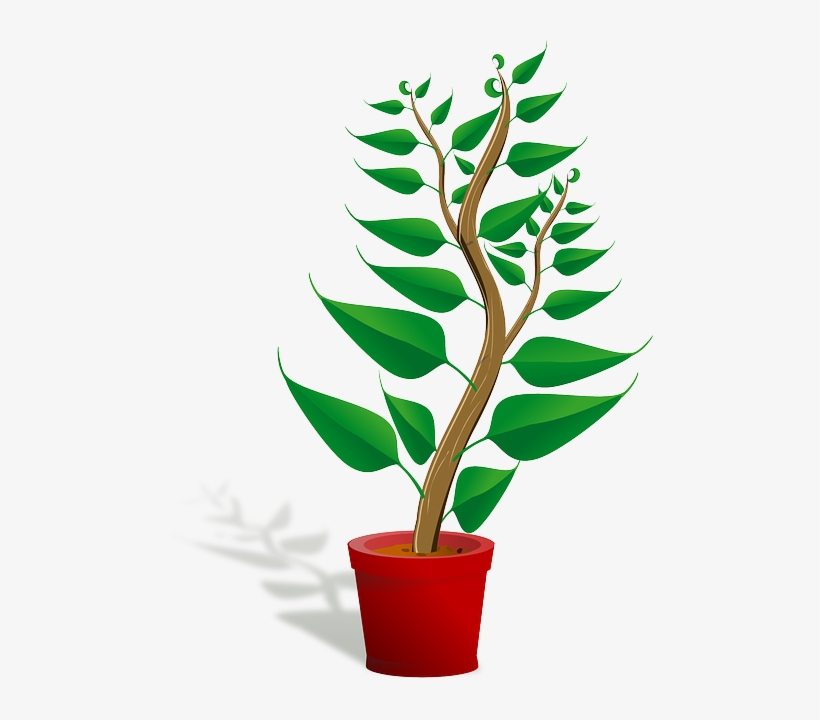 Plants For A Productive - Getting To Know Plants, transparent png download