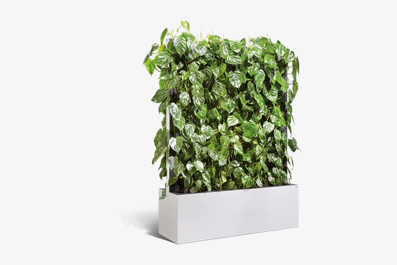 Product Information - Büro Abtrennung Pflanzen, transparent png download