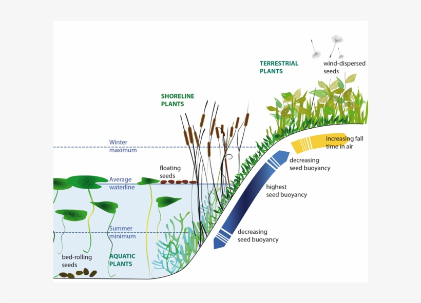 Plants Actively Direct Their Seeds Via Wind Or Water - Diagram Of Water Plants, transparent png download