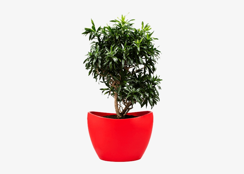 Office Plants Not Only Work As The Supplier Of Fresh - Song Of Jamaica Png, transparent png download