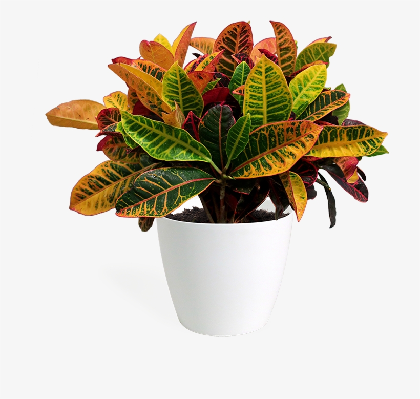 Croton Large - Flowerpot, transparent png download
