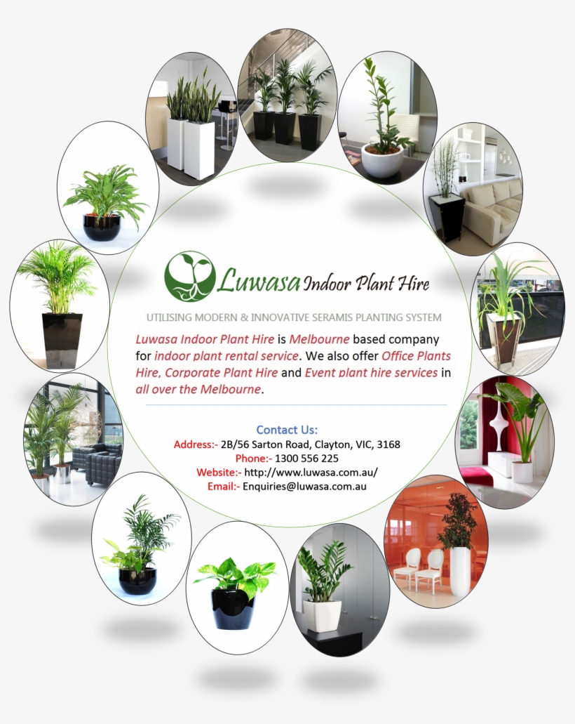Plantas De Interior Palmeras, transparent png download