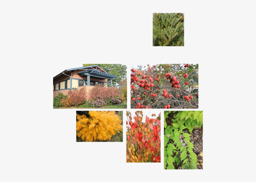 Our Office - Colorado Spruce, transparent png download