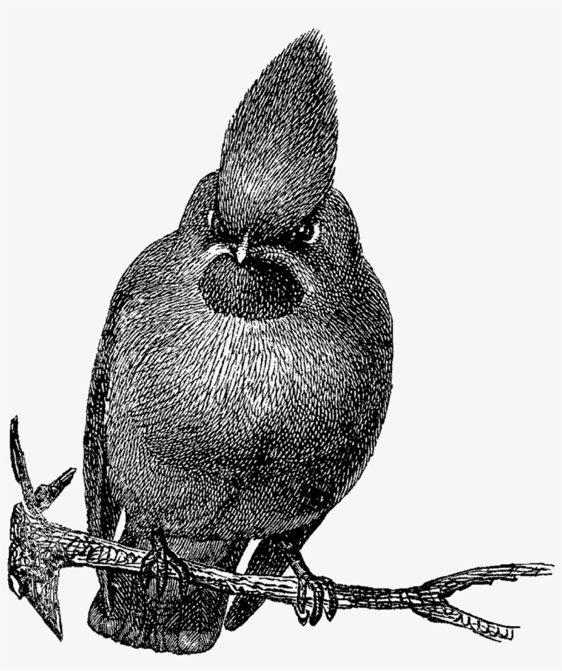 Bird Image Download Bohemian Wax Wing Png - Drawing, transparent png download