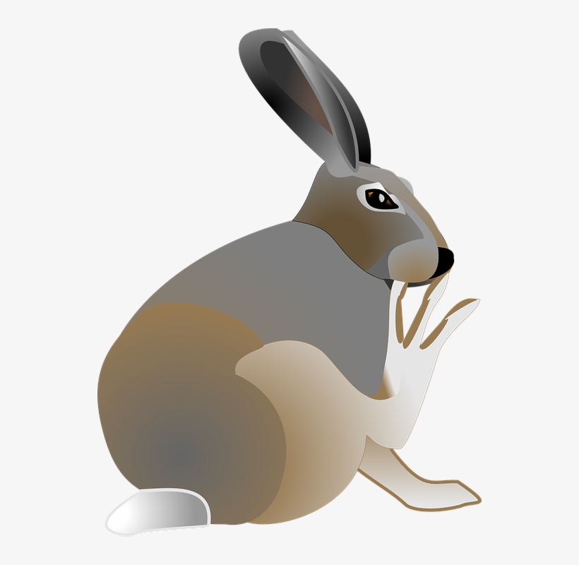 Hare Clipart Pet Animal - Hare Clipart, transparent png download