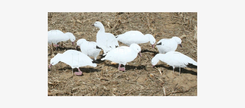 Real Geese Econo Series Snow Goose Decoys, 12 Pack, transparent png download