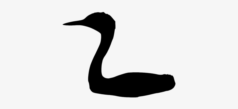 Podicipedidae - Duck, transparent png download