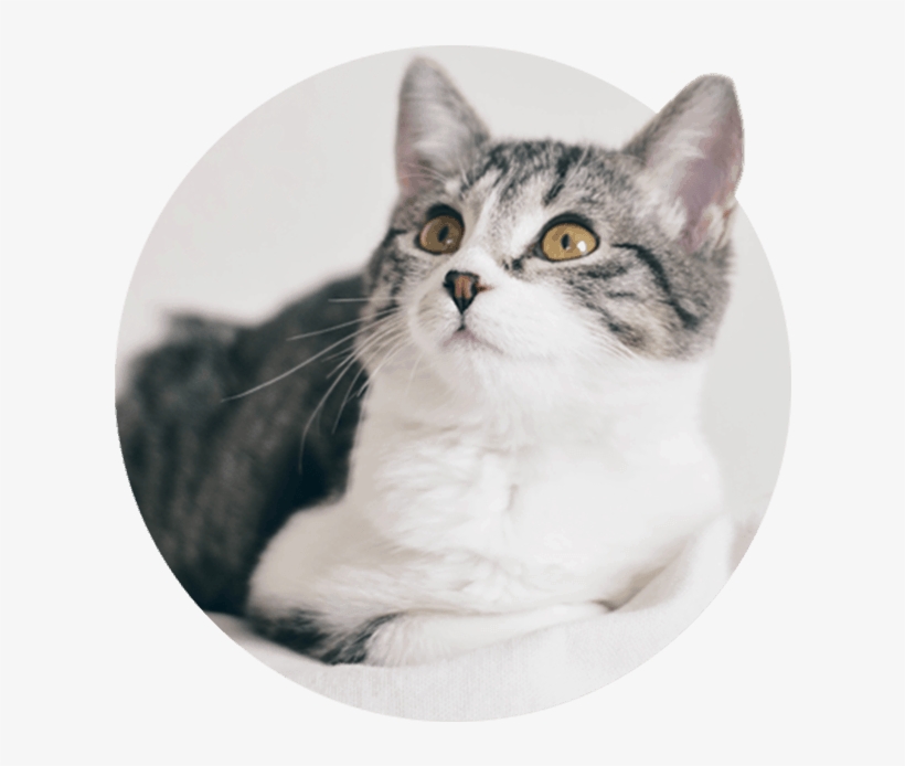 Birds - Cat, transparent png download