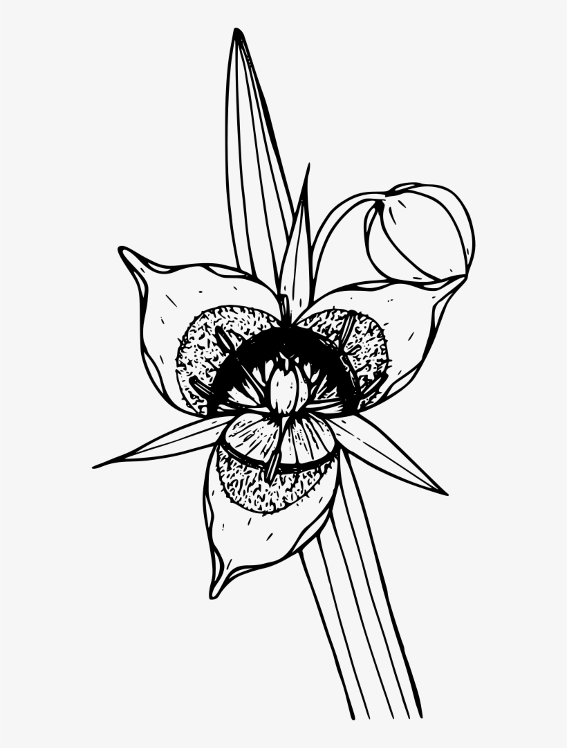 Cat's Ear Lily - Illustration, transparent png download