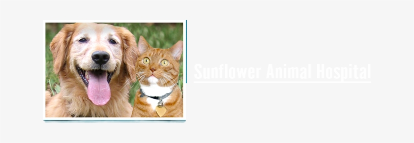 Logo For Veterinarians Shawnee, Ks - Domestic Short-haired Cat, transparent png download