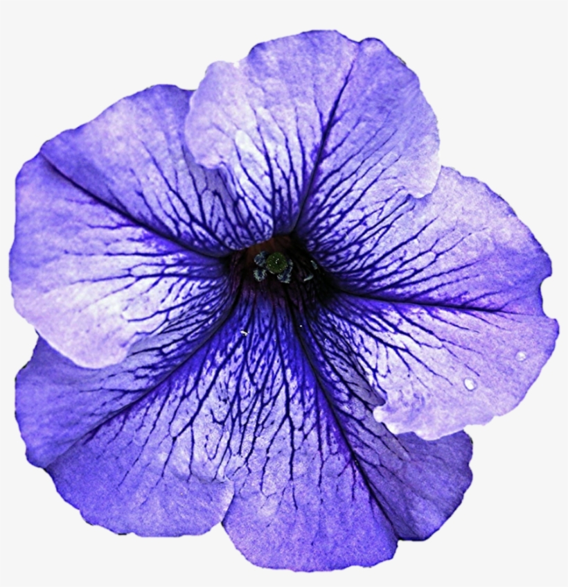Petunia Transparent Background - Petunia Flowers Transparent Background, transparent png download