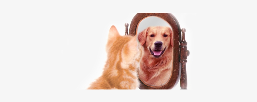 Banner Dog Cat - Self Esteem, transparent png download