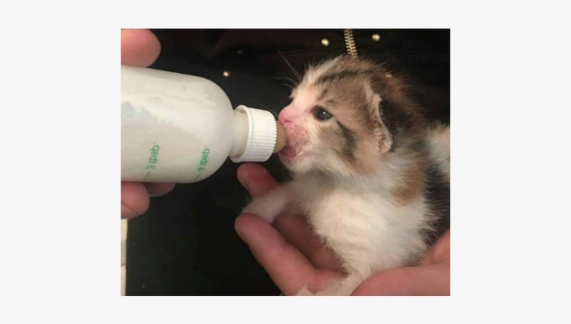 Kittens - - Cat Grabs Treat, transparent png download