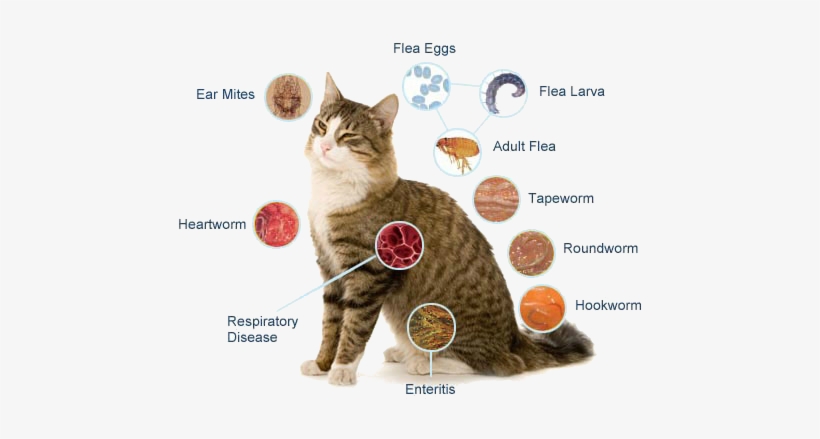 Boarding - Cat Disease, transparent png download