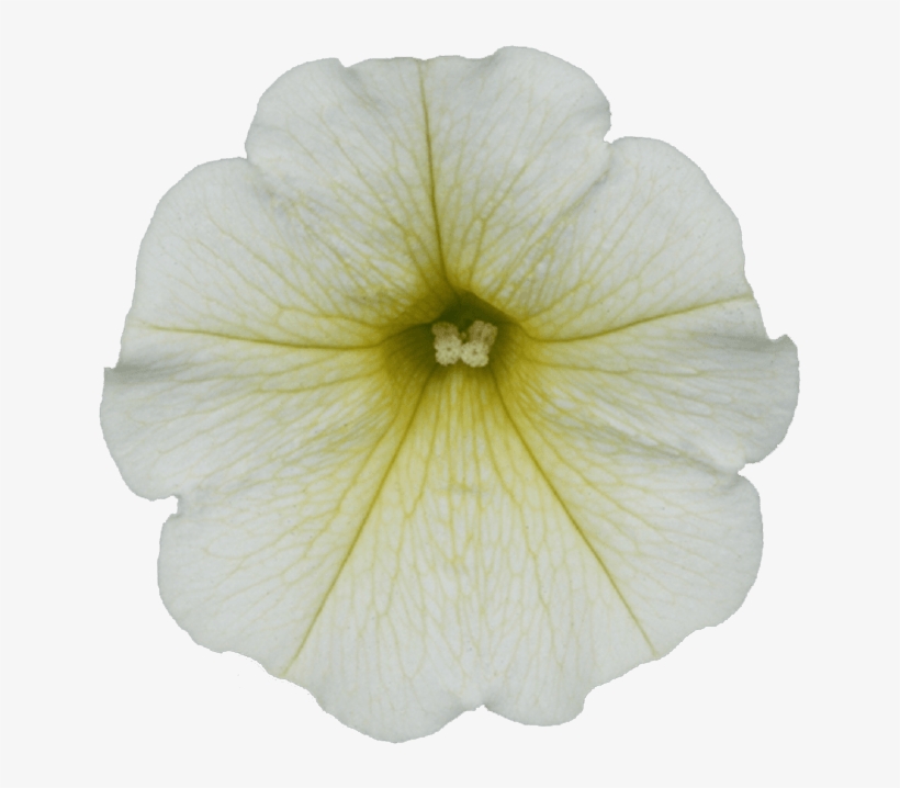 Surfinia Table Yellow - Petunia, transparent png download